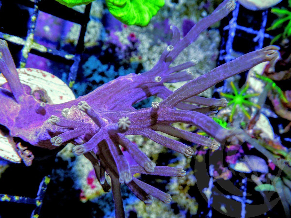 Cespitularia