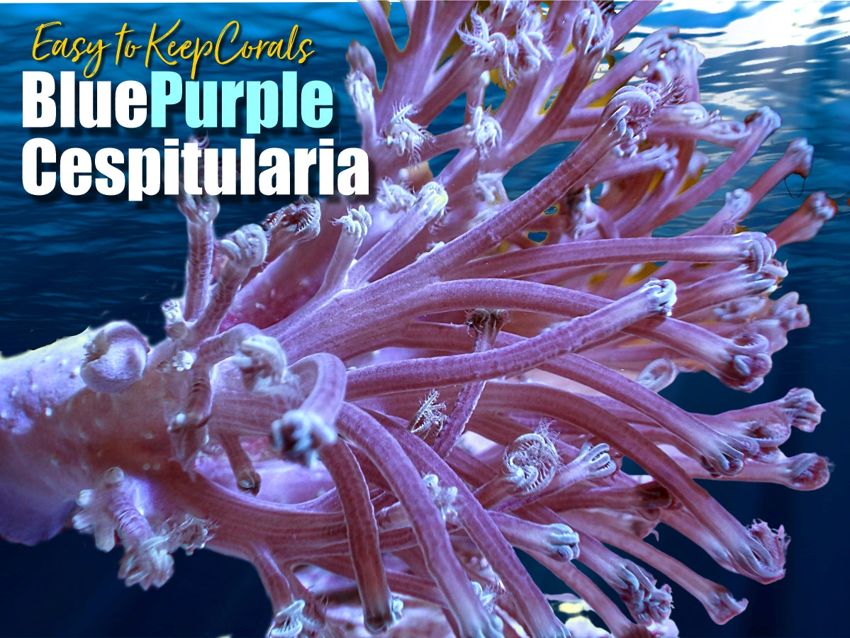 Cespitularia