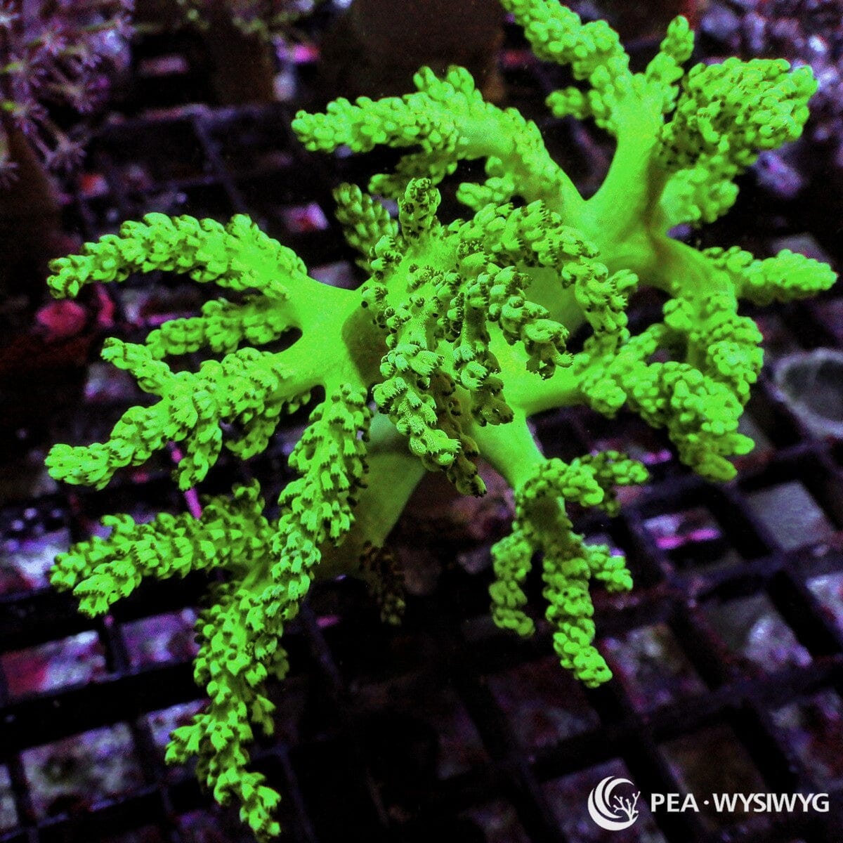 Bright Green Cladiella Finger Leather