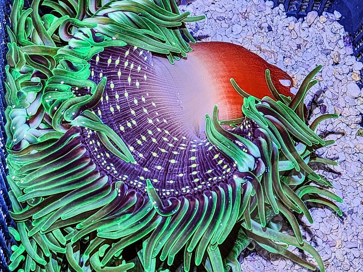 Bright Green with Red base Long Tentacle Anemone - WYSIWYG