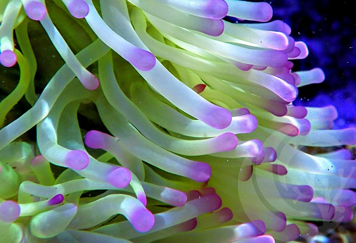Radianthus magnifica