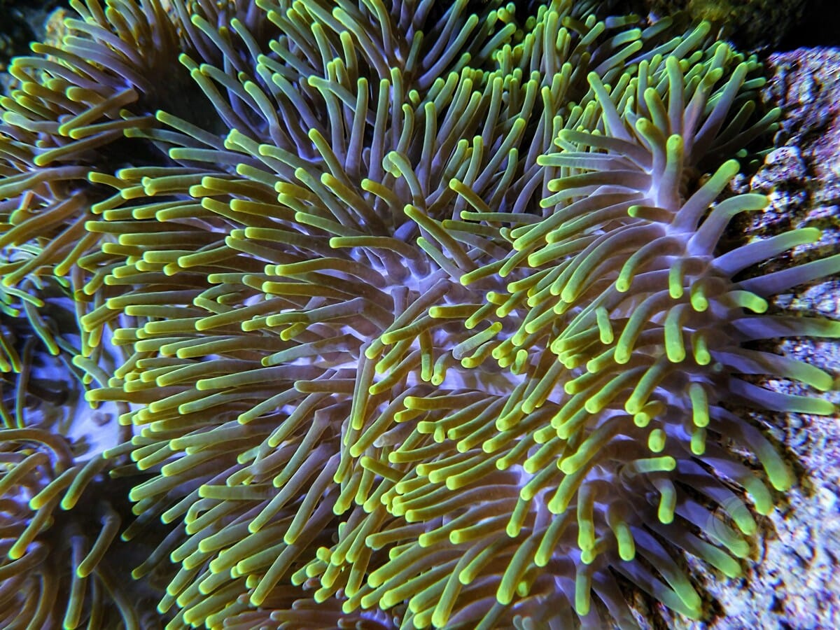 Bright Lime Heteractis magnifica Anemone - WYSIWYG
