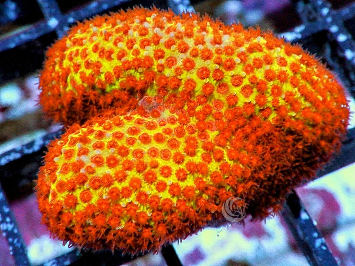 Burning Banana Stylocoeniella