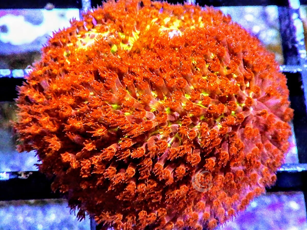Burning Banana Stylocoeniella