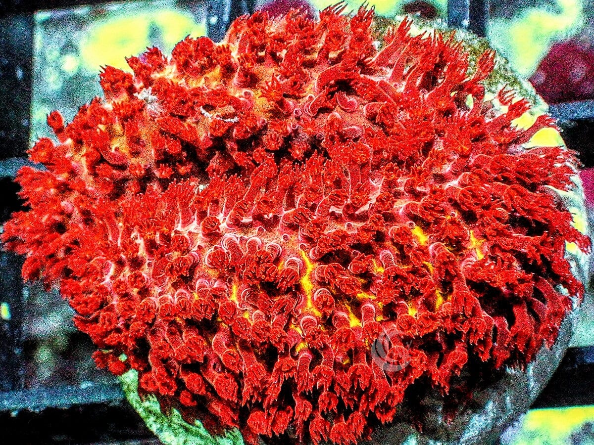 Stylocoeniella