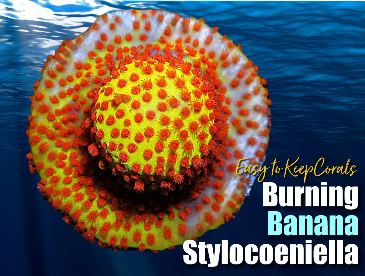 Stylocoeniella