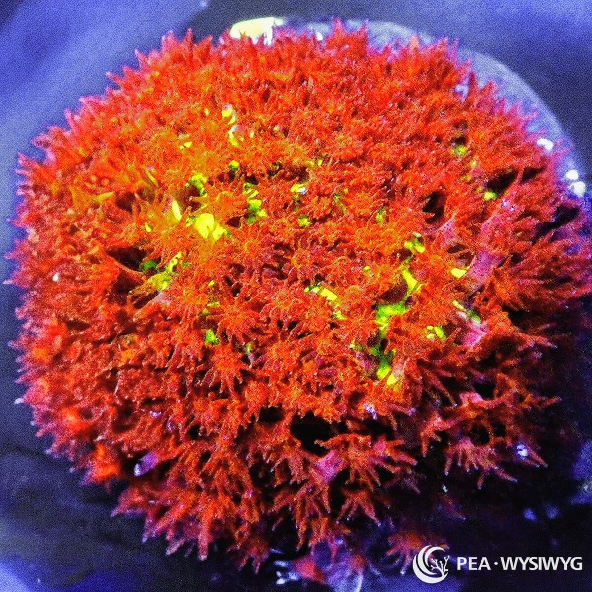 Burning Banana Stylocoeniella Coral Frag