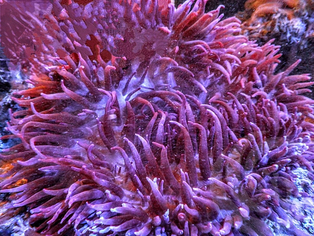 Radianthus magnifica