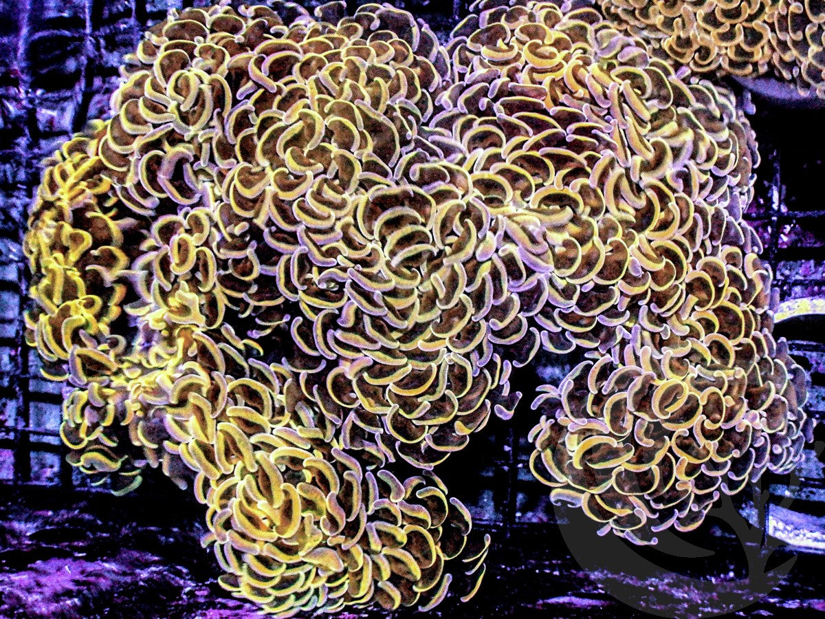 CENTERPIECE Yellow-Gold Wall Hammer - WYSIWYG