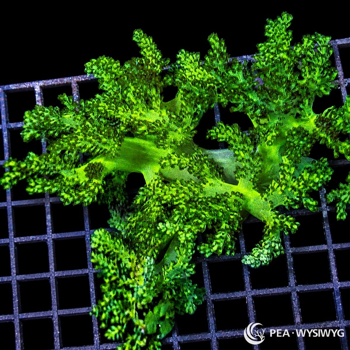 Bright Green Cladiella Tree Leather Coral Colony
