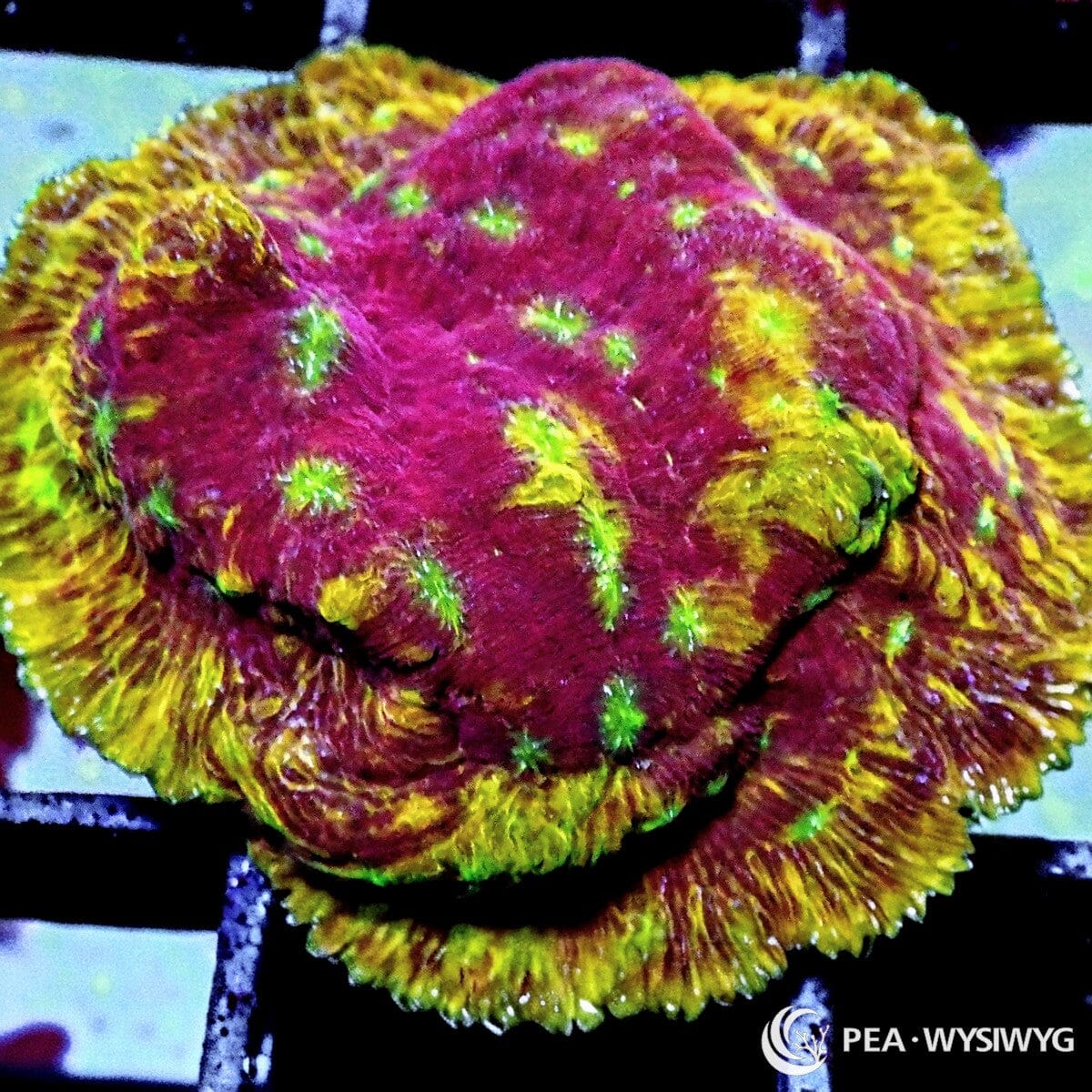 Clepto Leptoseris Coral Frag