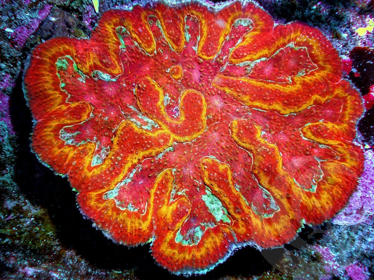 Lobophyllia radians