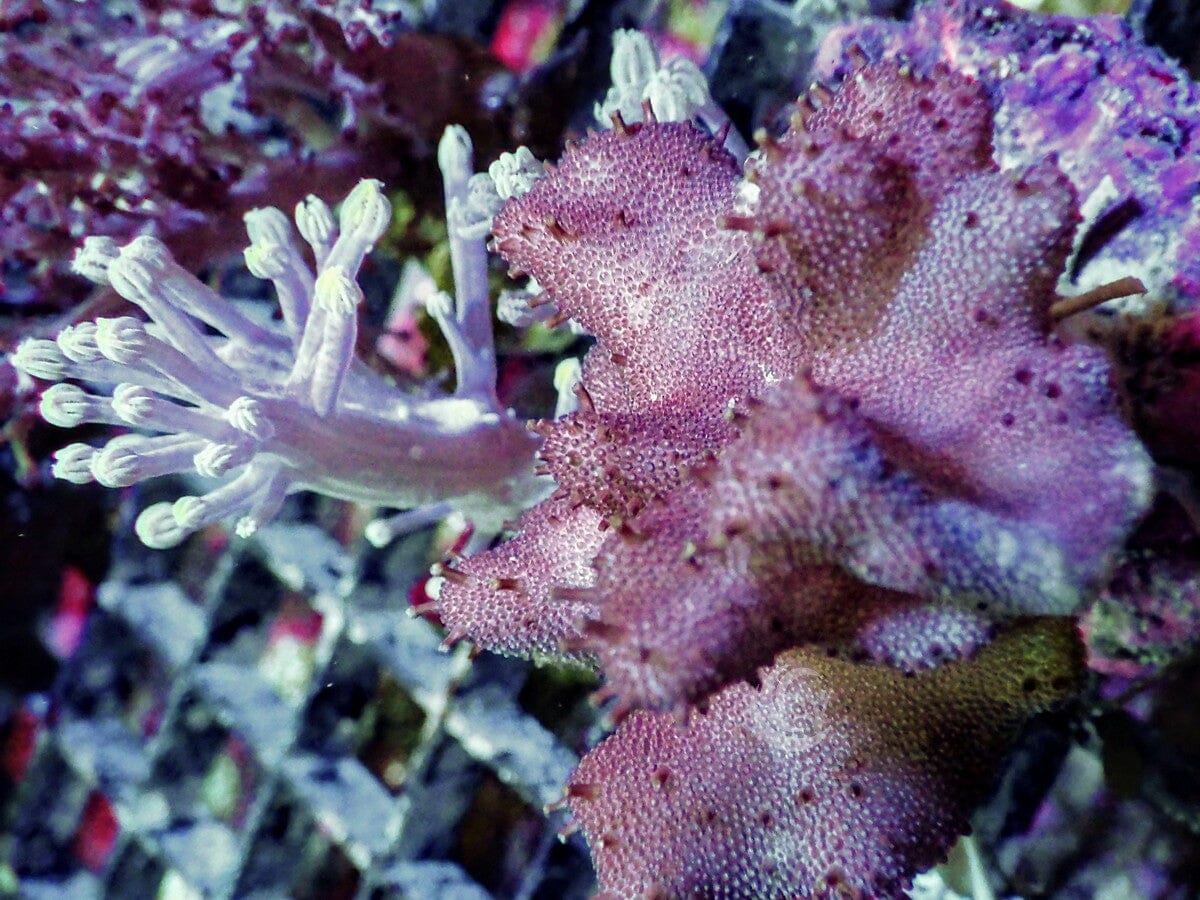 Lobophytum pauciflorum