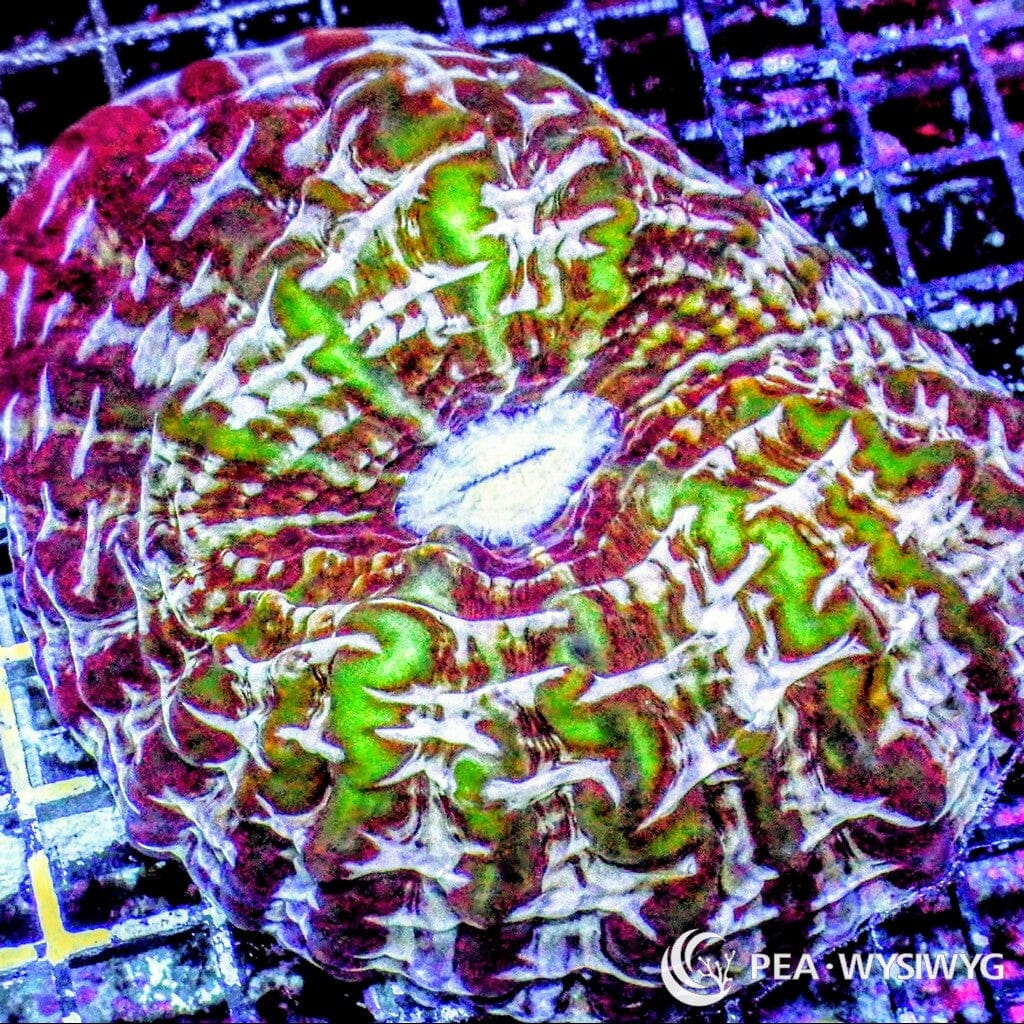 Coral Colony - Indophyllia - Purple Green Striped (WYSIWYG)