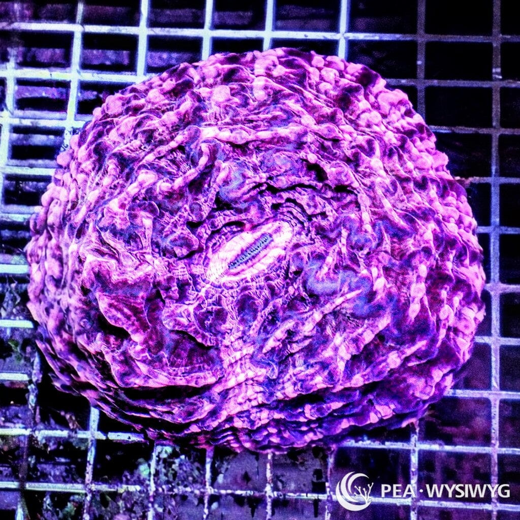 Purple Indophyllia