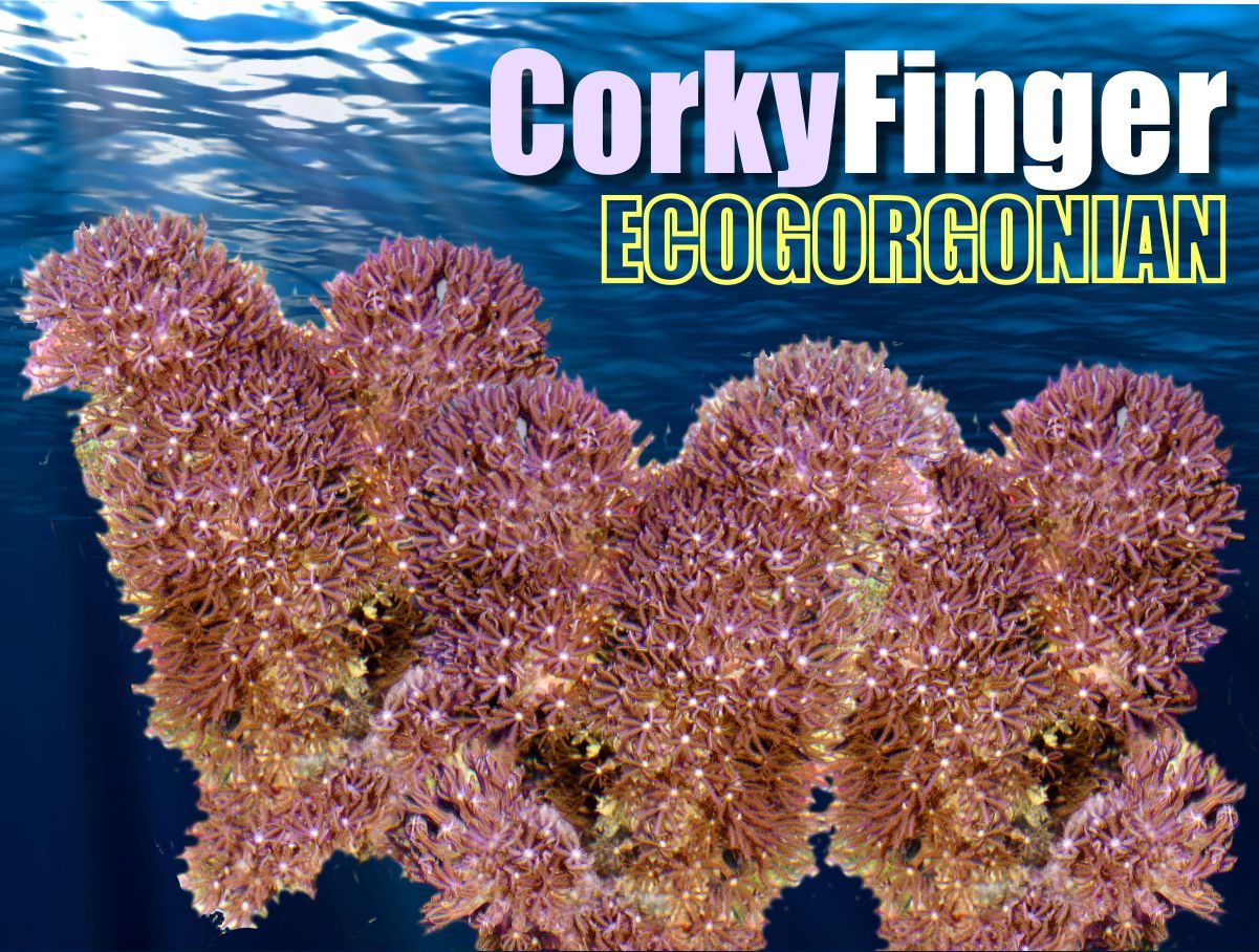 Corky Finger Photosynthetic Gorgonian Pseudopterogorgia bipinnata
