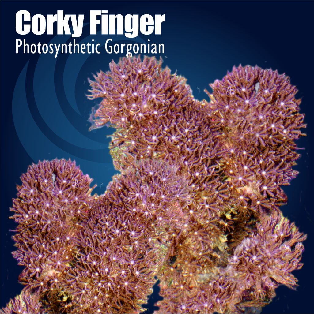 Corky Finger Photosynthetic Gorgonian Soft Coral