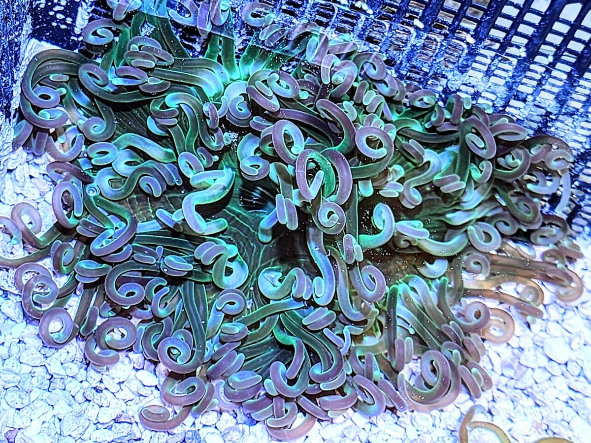 Dark Green Long Tentacle Anemone - WYSIWYG
