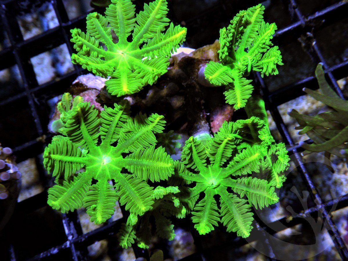 Electric Clove Polyps
