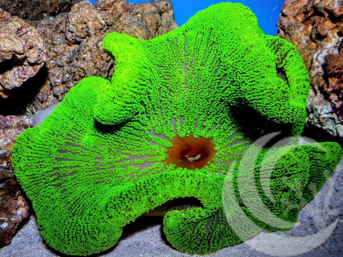 Lime Carpet Anemone