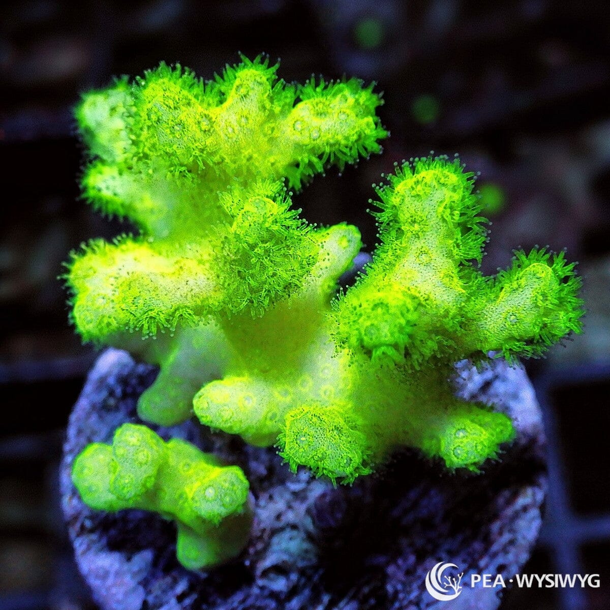 Electric Lime Pocillopora Coral