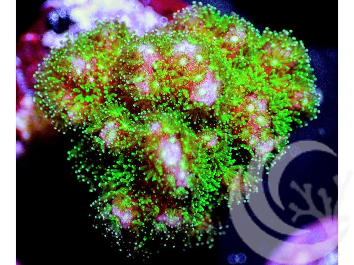 Pocillopora damicornis