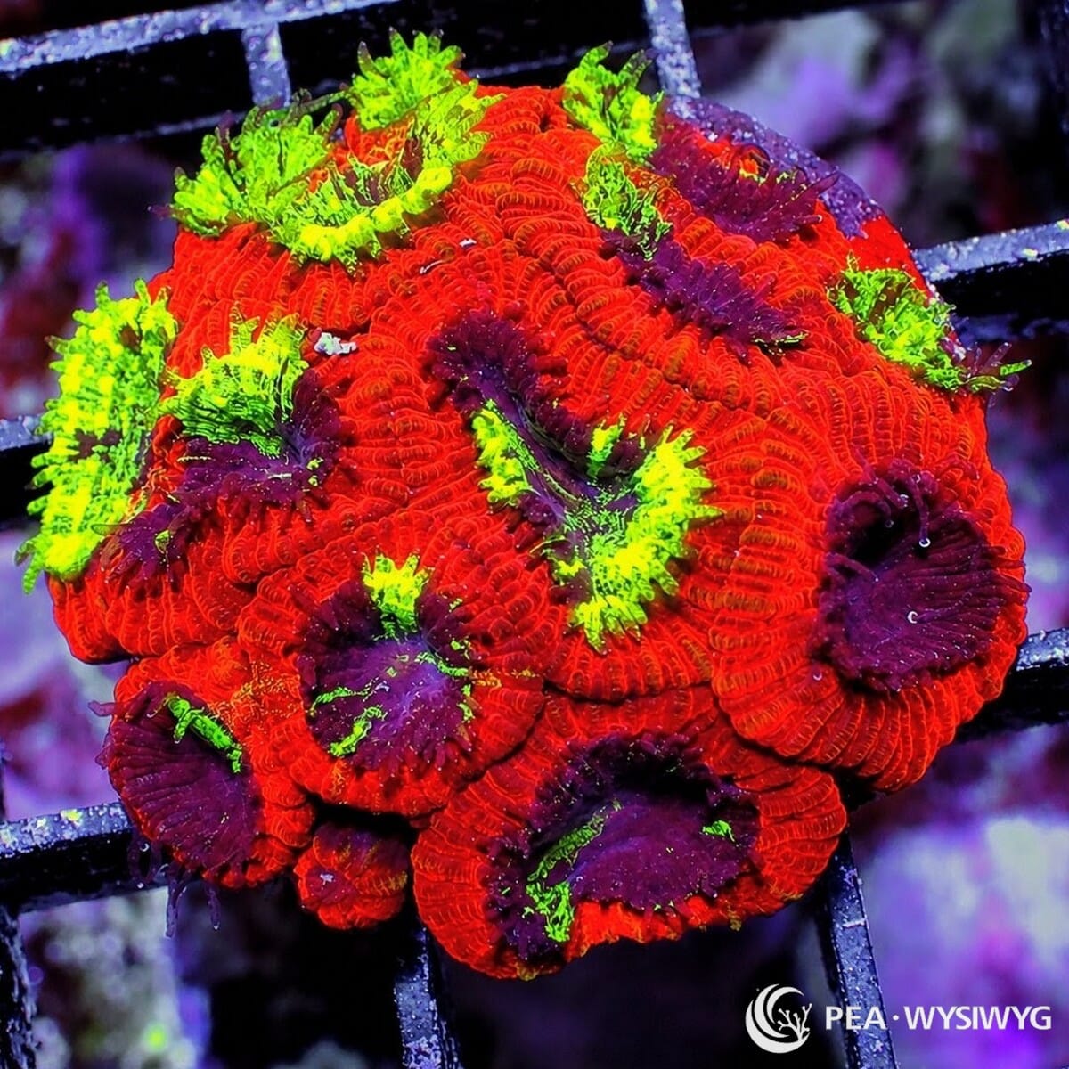 Emoji Scream Micromussa LPS Coral Frag