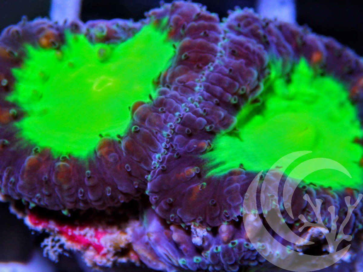 Blastomussa wellsi