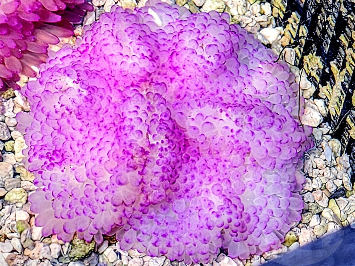 Fluorescent Cotton Candy Heteractis crispa Anemone