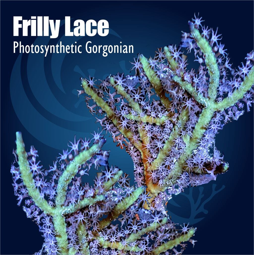 Frilly Lace Photosynthetic Gorgonian Soft Coral
