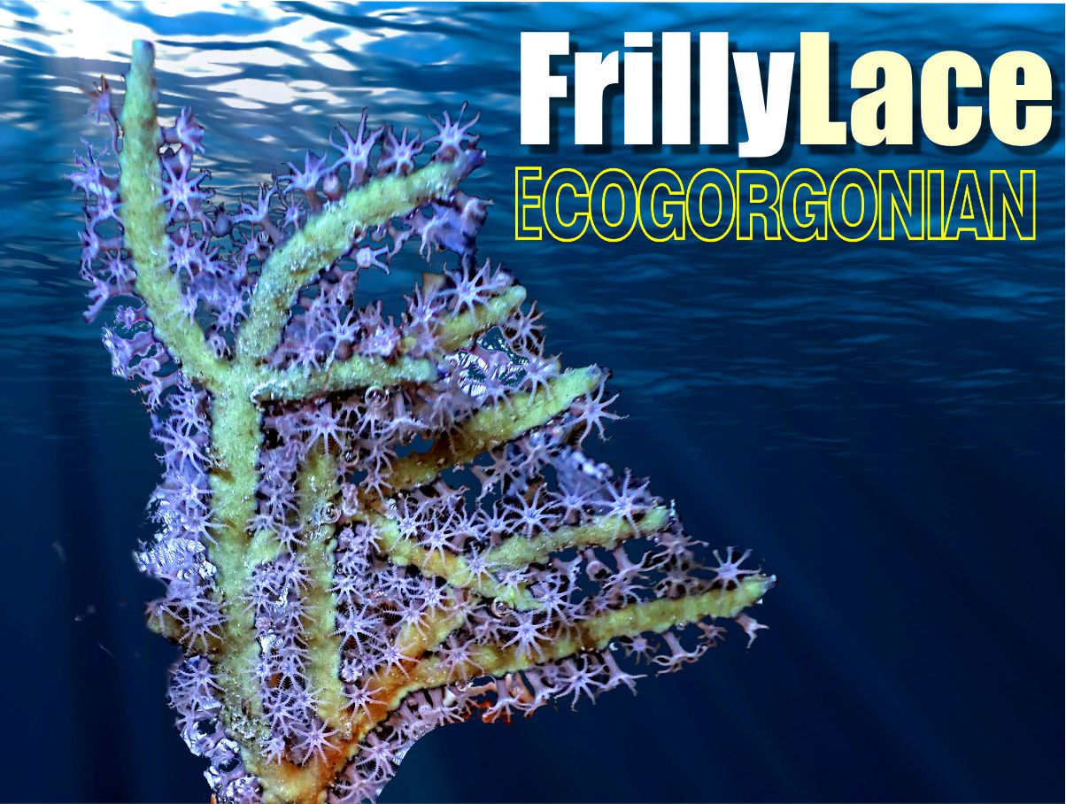 Frilly Lace Photosynthetic Gorgonian Plexaura flexuosa