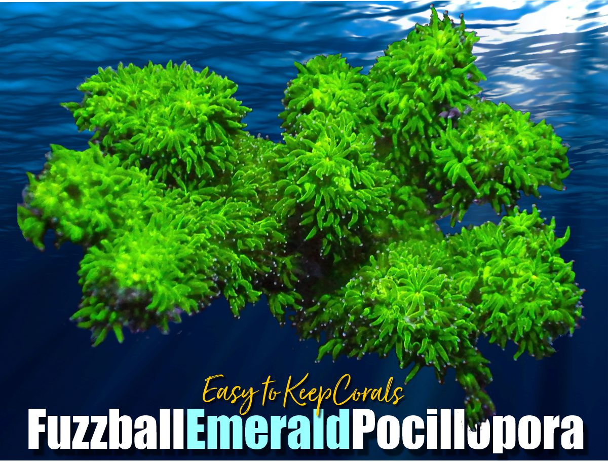 Pocillopora