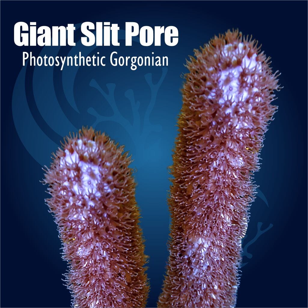 Giant Slit Pore Photosynthetic Gorgonian Soft Coral