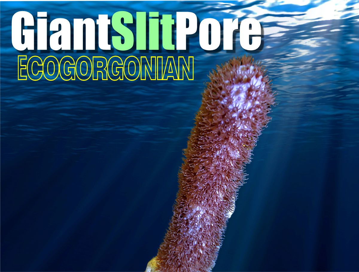Giant Slit Pore Photosynthetic Gorgonian Plexaura flexuosa