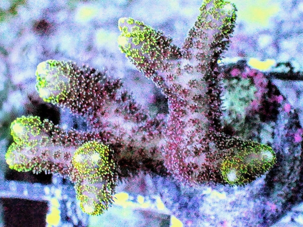Seriatopora hystrix