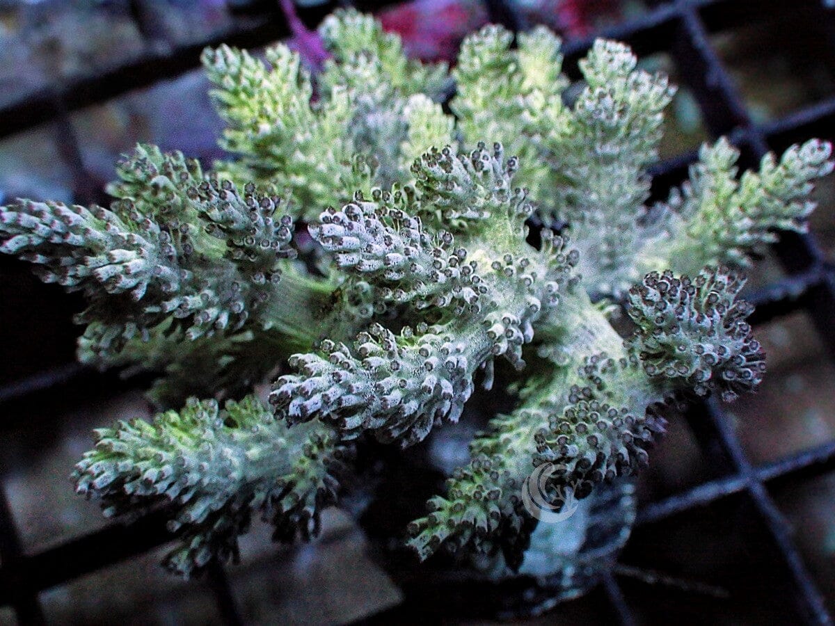 Sarcophyton ehrenbergi