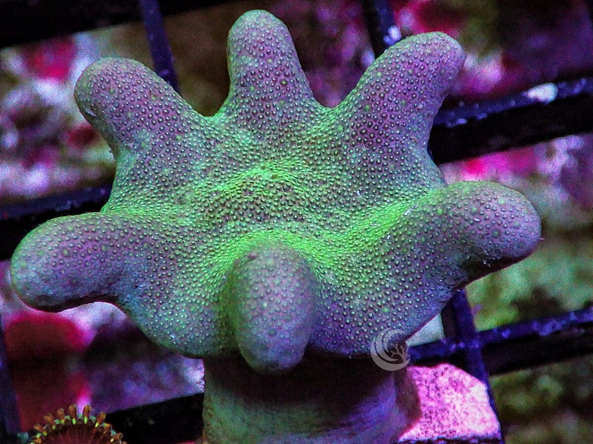 Lobophytum pauciflorum