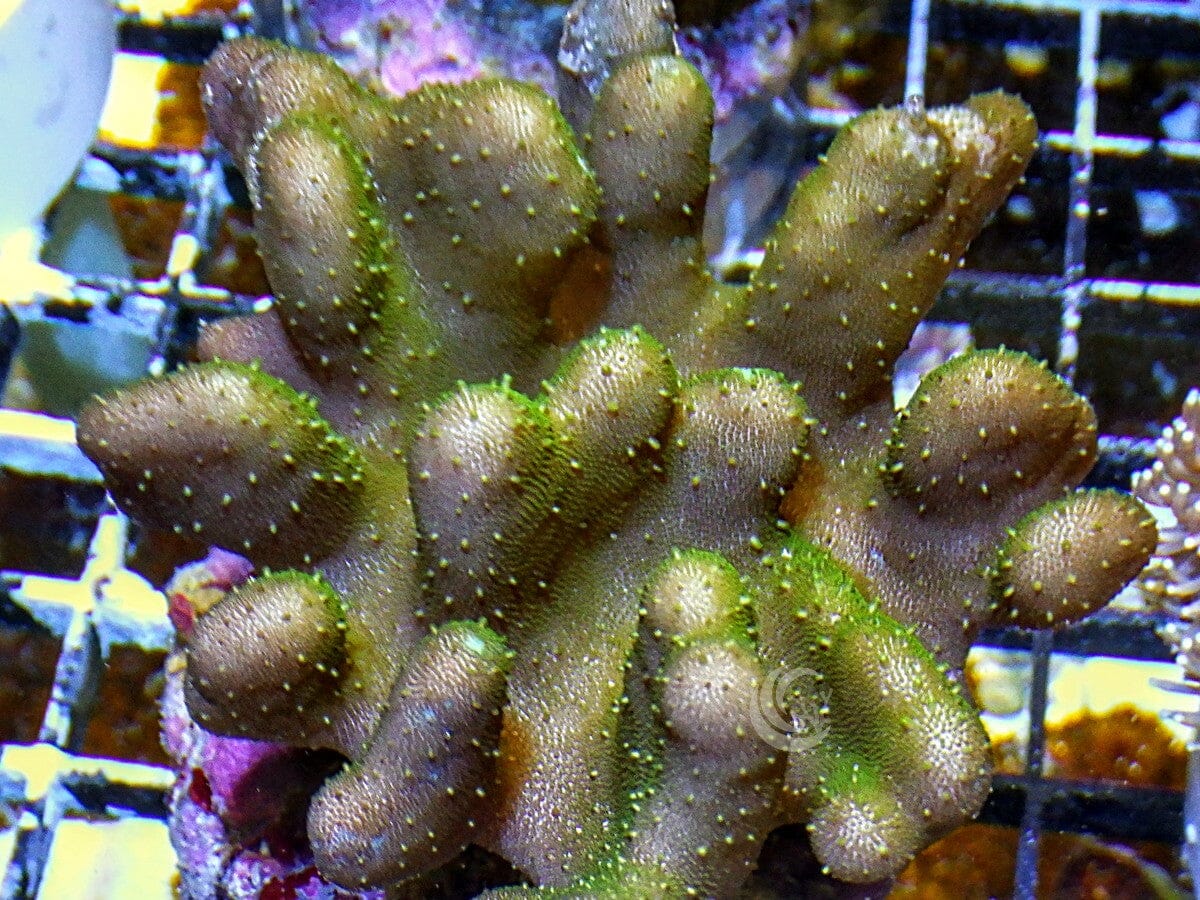 Lobophytum pauciflorum