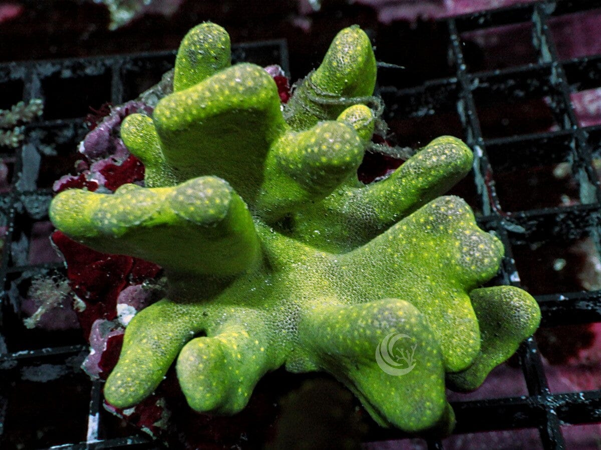 Lobophytum pauciflorum