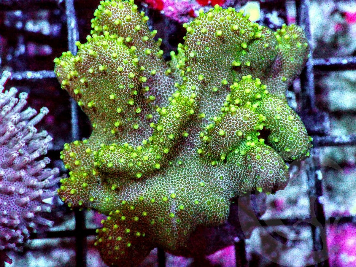 Lobophytum pauciflorum