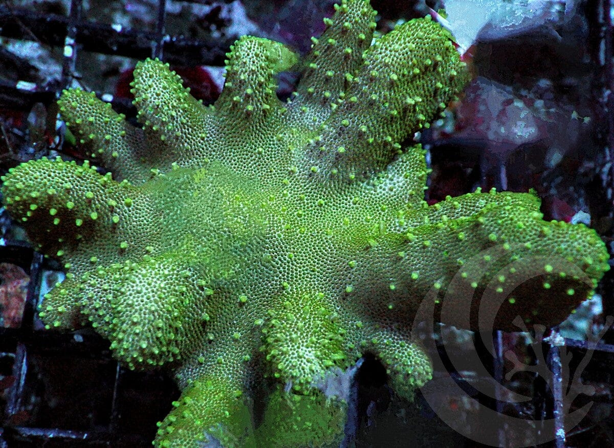 Lobophytum pauciflorum