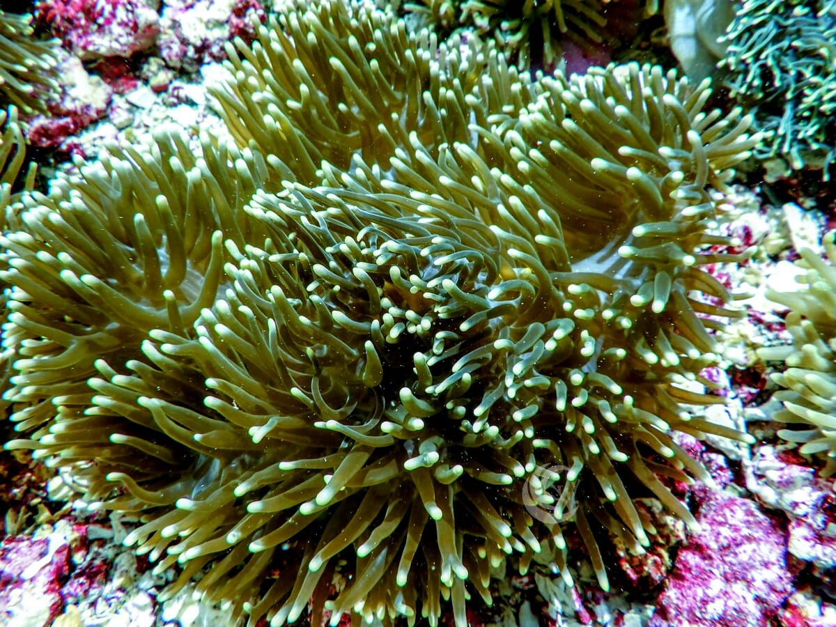 Radianthus magnifica