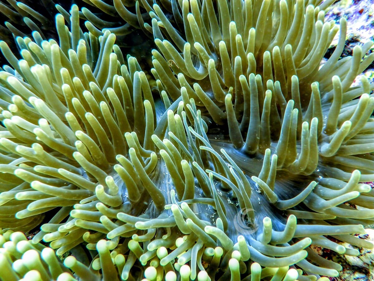 Radianthus magnifica