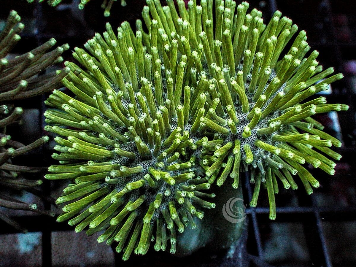 Sarcophyton ehrenbergi