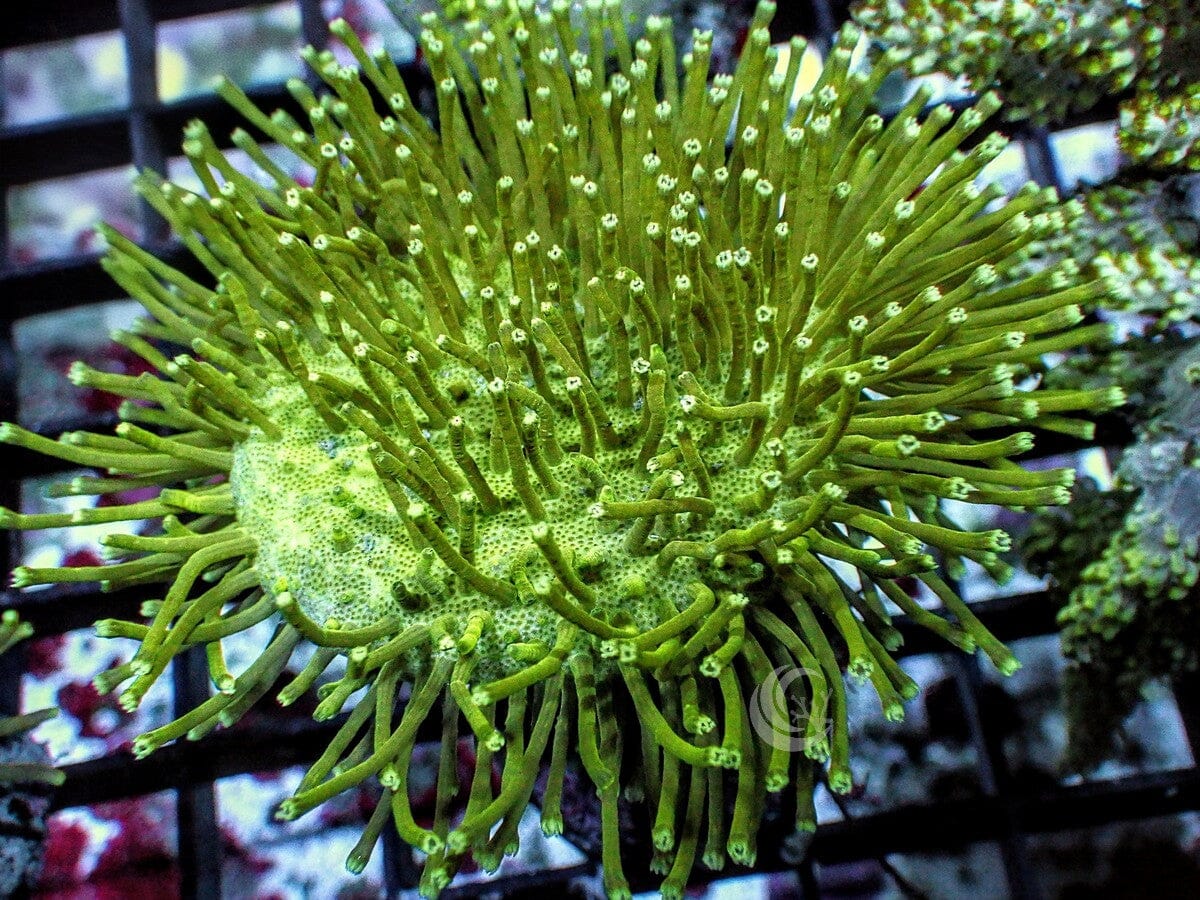 Sarcophyton ehrenbergi