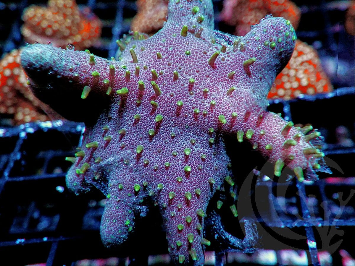 Lobophytum pauciflorum