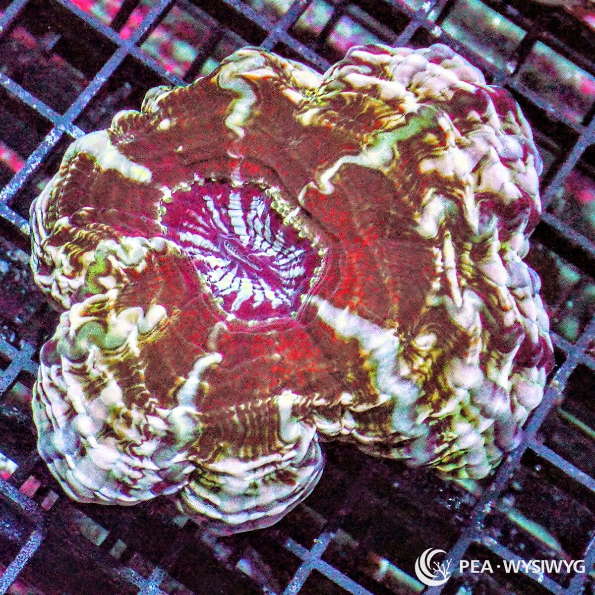 Green Striped Indophyllia Coral Colony