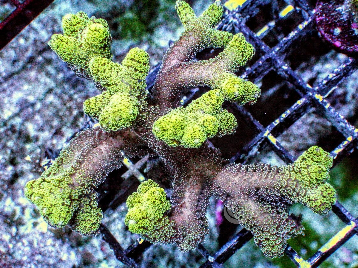Seriatopora