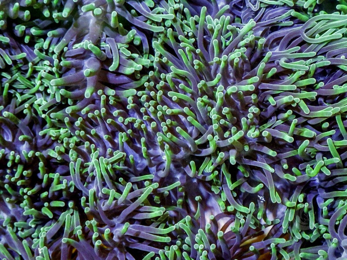 Green tip Heteractis magnifica Anemone - Several Available