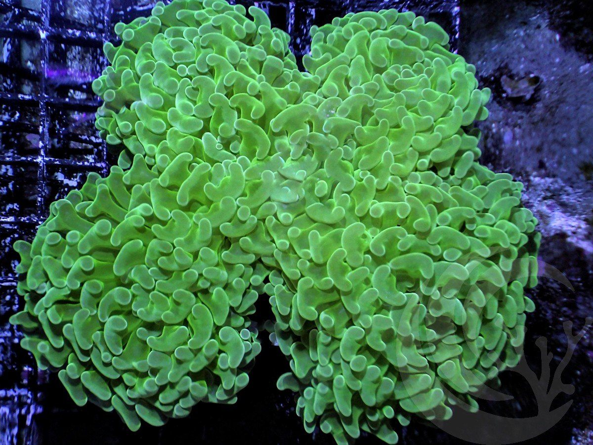 4 Leaf Clover Wall Hammer